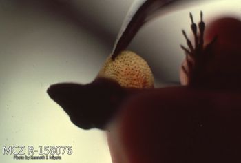 Media type: image;   Herpetology R-158076 Description: Photo of animal in life, taken in the field by Dr. Kenneth Ichiro Miyata. A slide of the photo was scanned in 2012 by Melissa Wooley.;  Aspect: head lateral